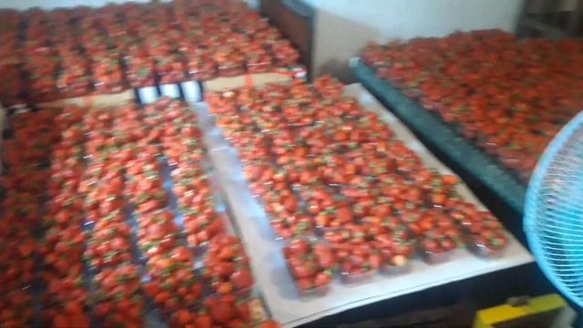 Сушка клубники после дождя смотреть онлайн