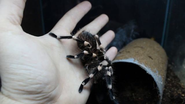 Spiders House о пауке птицееде Acanthoscurria geniculata краткое описание (Паук Птицеед) смотреть онлайн