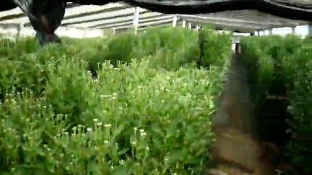 Хризантема Выращивание Часть 8 смотреть онлайн