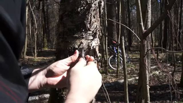 Сбор березового сока смотреть онлайн