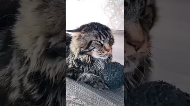 Страшнее кошки зверя нет смотреть онлайн