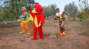 Dance Chiwawa,chihuahua olx ,icasetas chihuahua, сколько живут чихуахуа, чихуахуа отзывы