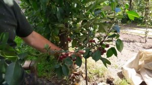 Вишнево-черешневый гибрид (дюк) Призвание: собираем урожай