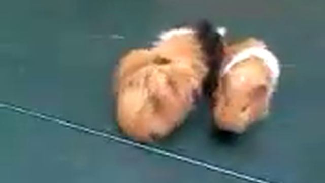 Guinea pig games смотреть онлайн