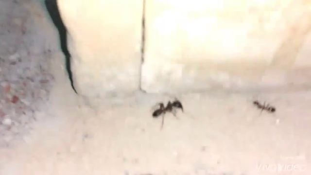 Египетские гигантские муравьи. смотреть онлайн