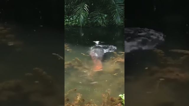 Arapaima gigas the freshwater predator#shorts смотреть онлайн