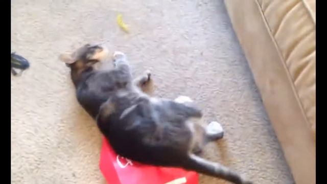 Смешной кот повышает настроение | Приколы до слез - Collab #101 смотреть онлайн