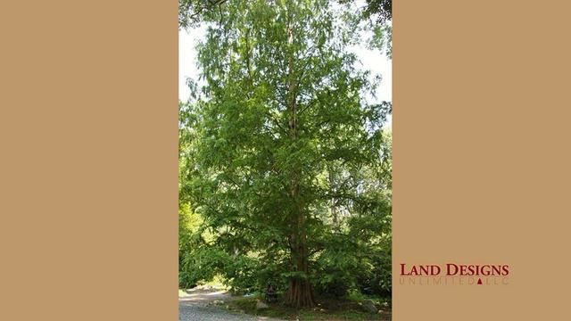 Dawn Redwood - Metasequoia Glyptostroboides - Large DeciduousTree