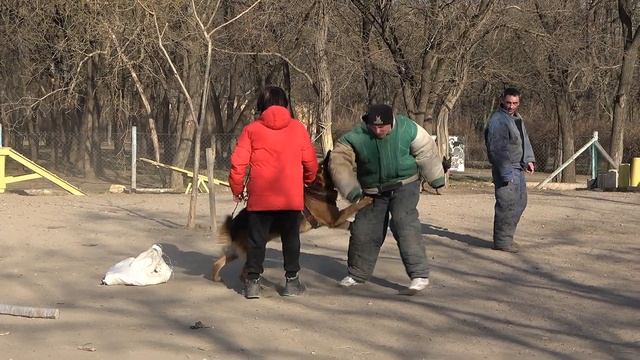 Супер ОХРАНА и ЗАЩИТА!Дрессировка СОБАК - ТЕЛОХРАНИТЕЛЕЙ. СТРАЖ. ОДЕССА. УКРАИНА. смотреть онлайн