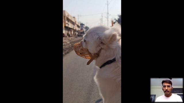 Pecha Kucha - Pet Talks смотреть онлайн