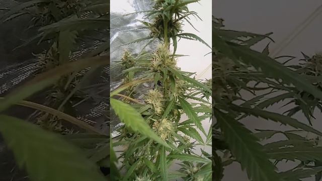 White Widow & Jet Fuel AkA G6 week 6 of flower. Big Blue is week 4 of flower. смотреть онлайн