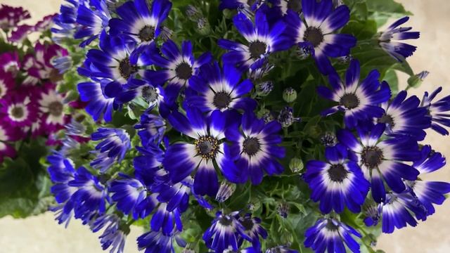 Цинерария: особенности ухода за цинерарией 2022 смотреть онлайн