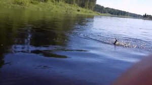 Воблер Salmo Perch 8