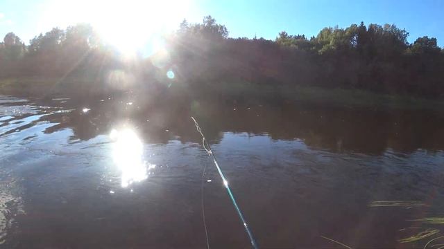 Ловля голавля. Нахлыст. Летние грибы. Прогулка в лес. смотреть онлайн