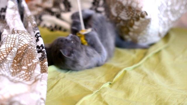 Котёна нибелунг - Няшка смотреть онлайн