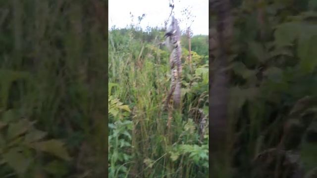 Рыбалка на чарыше смотреть онлайн