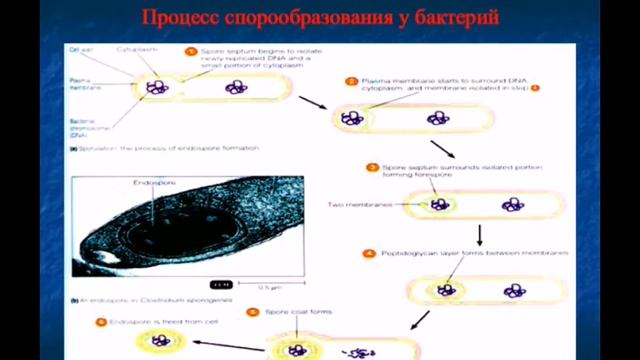 Морфология, структура и химический состав бактерий, спирохет, хламидий, грибов микоплазм Микробиоло смотреть онлайн