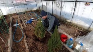 ВЛОГ! Лишь бы прижились?Сажаем ЕЛЬ КОНИКУ?в теплицу//С Аллой на даче//наша первая посадка после зим