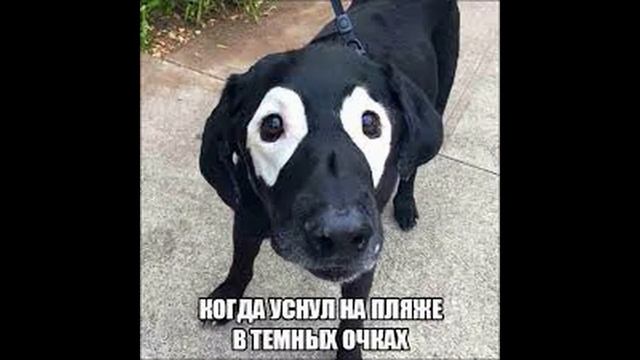 Кот и пес смотреть онлайн