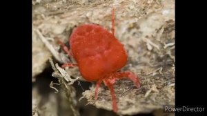 Клещ краснотелка бархатный