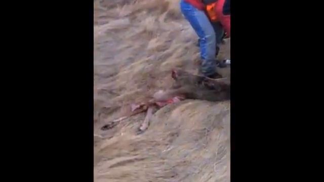 Охотники помогли оленю смотреть онлайн