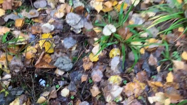 Выбрались в лес за польскими грибами! смотреть онлайн