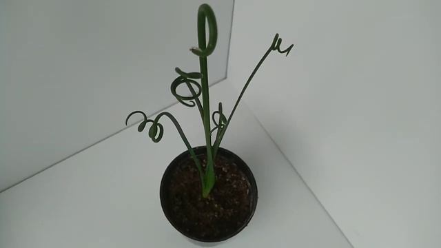 Albuca Spiralis. Альбука Спиралис из семян