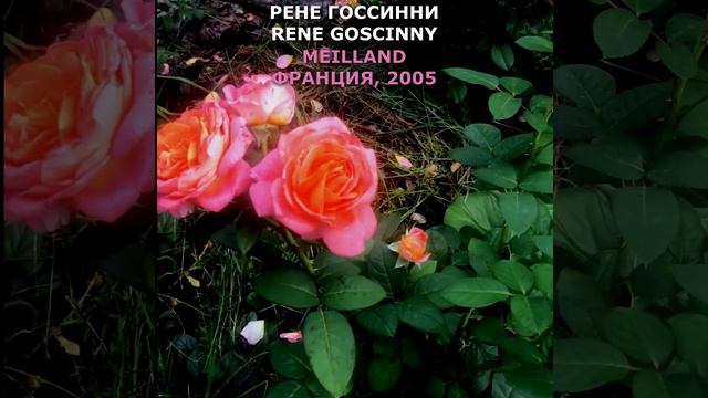 Роза Рене Госсинни в моем саду 6.08.21. Rene Goscinny Rose in my garden. Meilland, 2005, #shorts смотреть онлайн