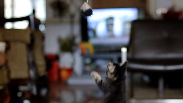 Kitten in Action Slow Motion смотреть онлайн