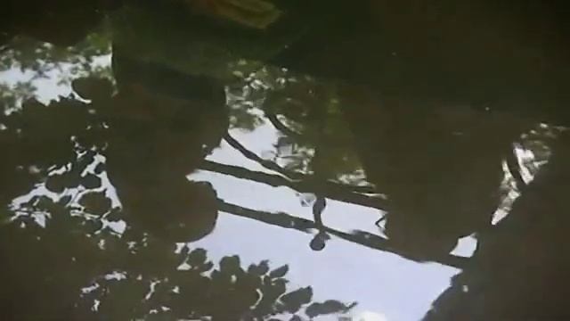 Бассейн на даче смотреть онлайн