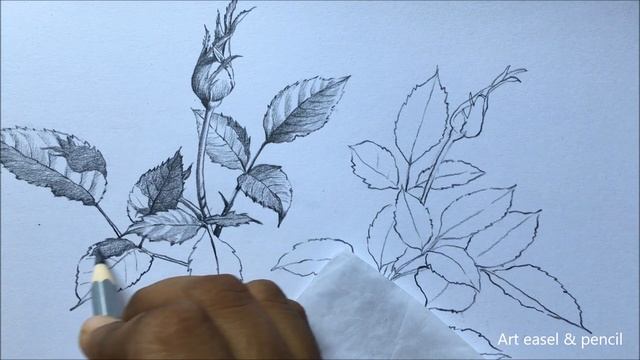 Rose Leaves and Buds Drawing in Pencil | Leaves Pencil Sketch | Foliage Drawing смотреть онлайн