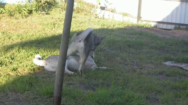 собачьи бои жестокая схватка