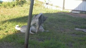 собачьи бои жестокая схватка