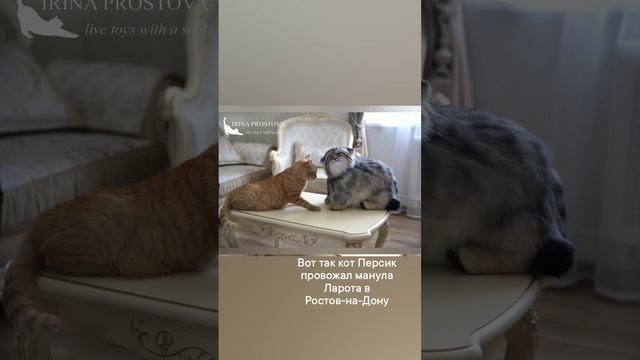Как кот провожал манула Ларота в новый дом в Ростов-на-Дону. Манул - игрушка из искусственного меха смотреть онлайн
