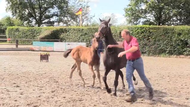 National March - 2020 Bay Filly by Cornet Obolensky x Casado смотреть онлайн