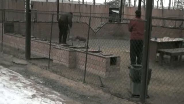 Макао, Шели, Келпи, Эни 31 декабря 2011 года на Атамане смотреть онлайн