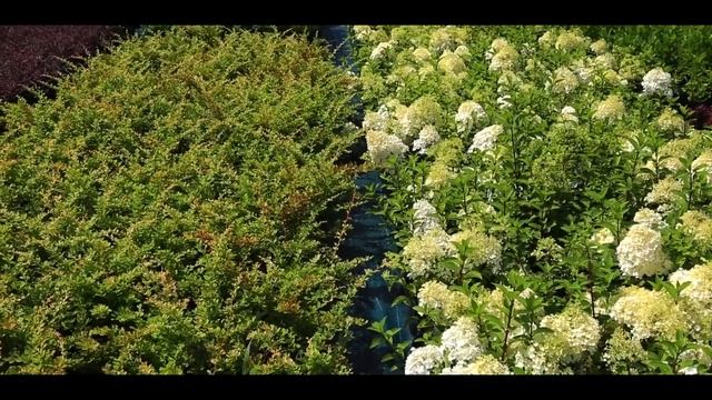 Выращивание декоративных растений в Беларуси смотреть онлайн