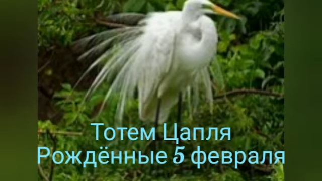 Тотем Цапля рождённые 5 февраля смотреть онлайн