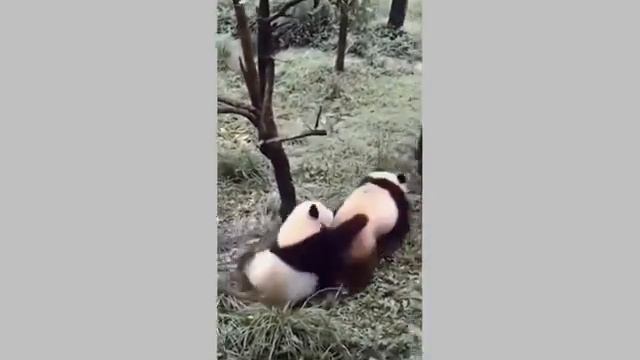 Funny animals / Cute pandas Приколы/ Смешные животные / Милие пандами. смотреть онлайн