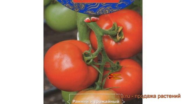 Томат обыкновенный Ловкий F1 (lovkiy f1) 🌿 томат Ловкий F1 обзор: как сажать семена томата Ловкий F смотреть онлайн