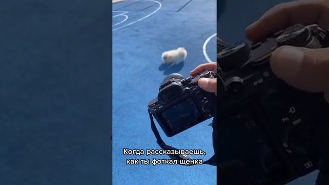 Как фотографировать собак смотреть онлайн