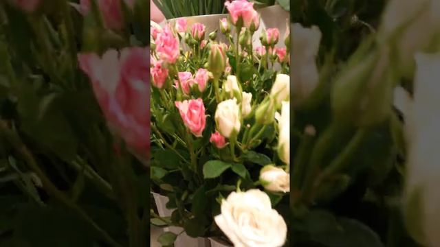 Кустовая роза разная. смотреть онлайн
