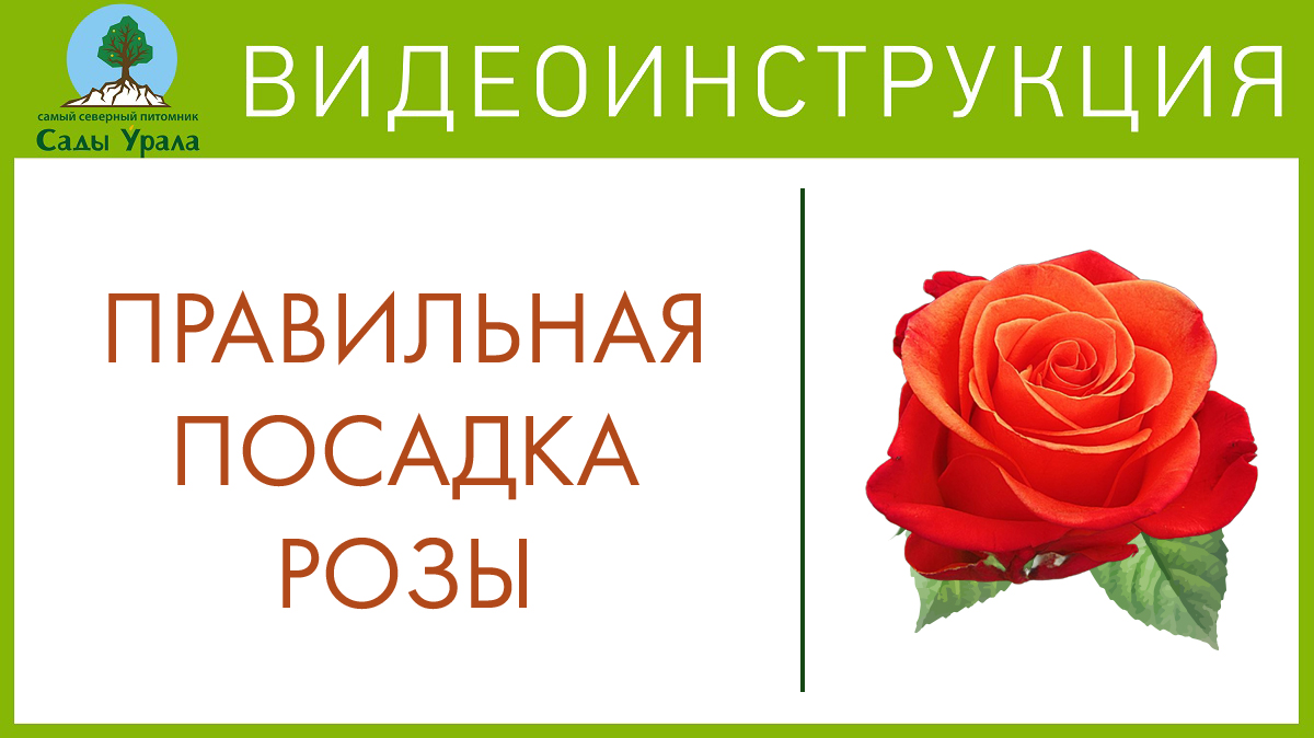 Секреты успешного выращивания роз. Телепередача Земля Уральская. Архив 23.06.2011 смотреть онлайн