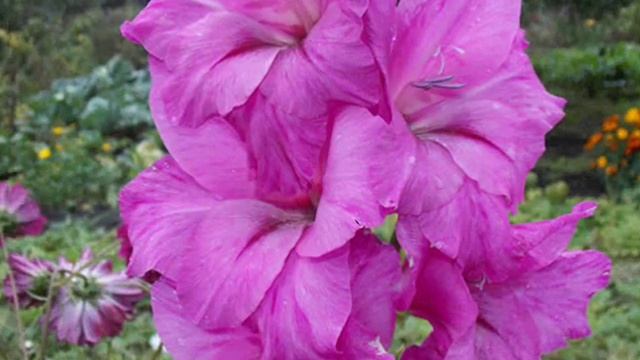 По-королевский прекрасный, гордый цветок гладиолус смотреть онлайн