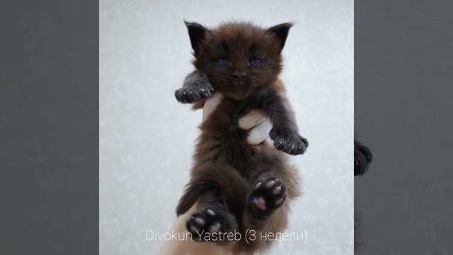 ДивоКун Ястреб (3 недели). Милый котик Мейн-кун в чёрном окрасе смотреть онлайн