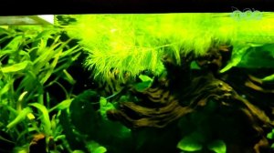 Красивейшие домашние АКВАРИУМЫ сделанные своими руками!