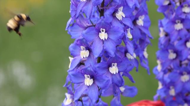 Ahu Sağlam Gülümcan Music From The Soul- Ed Urich  Panflute -Panflöte 4K