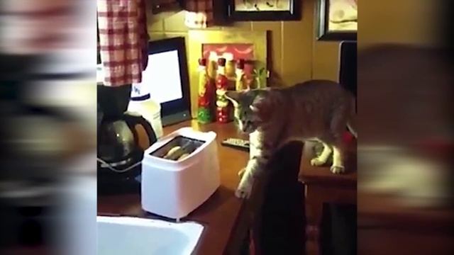 Cat VS Toaster | Кот VS Тостер смотреть онлайн