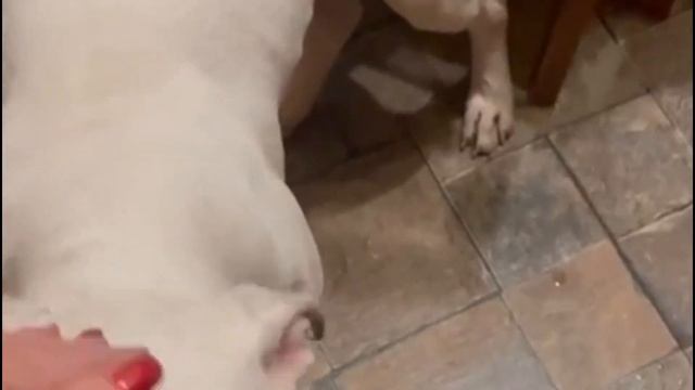 Замерзающую собаку отогрели в доме и сдали в ППЖ История Стефи смотреть онлайн