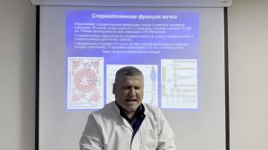 Половая система. Клиническая анатомия